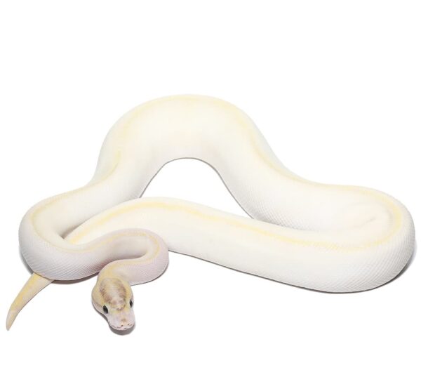 Male Ivory Enchi Het Pied Ball Python For Sale