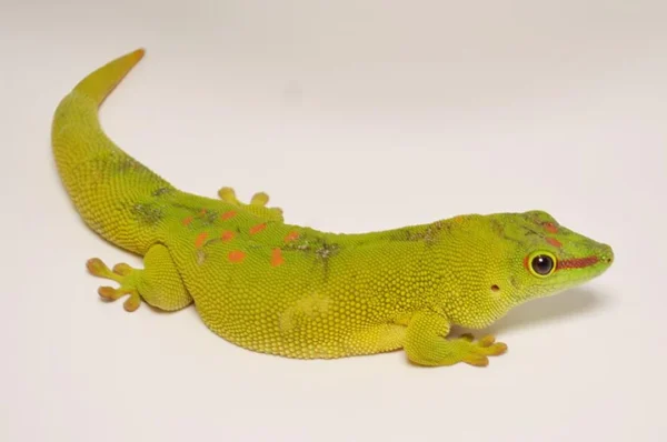 Baby Crimson Giant Day Gecko For Sale - Image 3