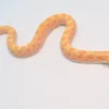 Albino Anaconda Western Hognose Snake For Sale - Image 3