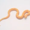 Albino Anaconda Western Hognose Snake For Sale - Image 4