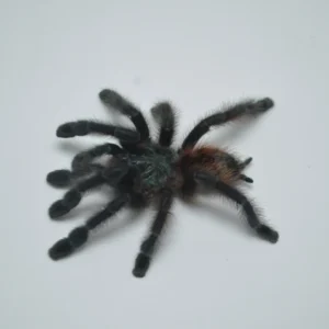 Antilles Pinktoe Tarantula  For Sale