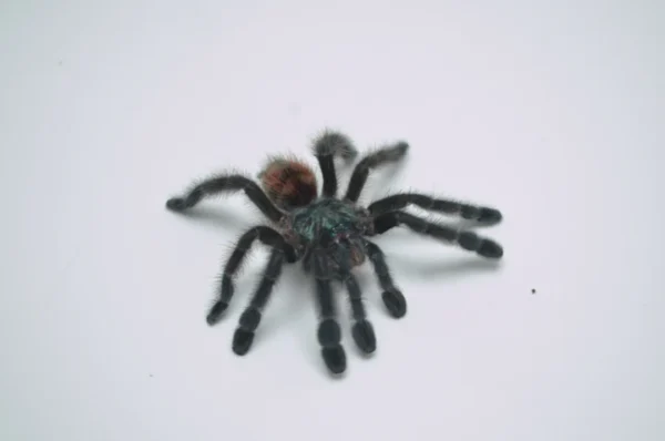 Antilles Pinktoe Tarantula  For Sale - Image 4