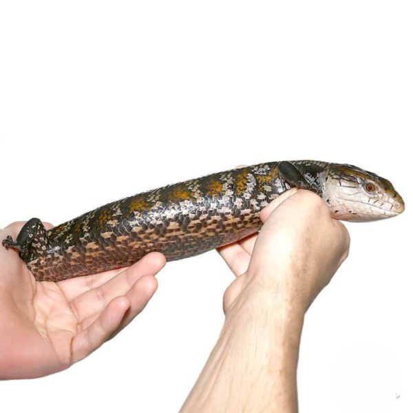 Adult Aru Blue Tongue Skink For Sale