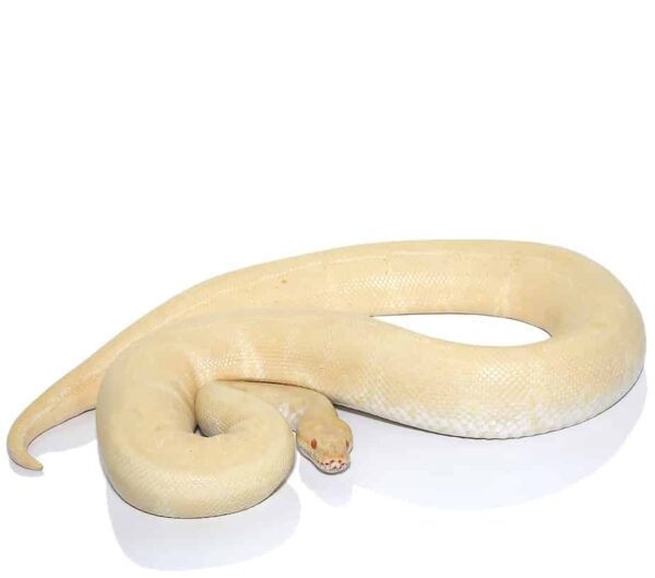 Adult Female Albino Ball Python For Sale
