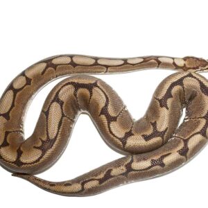 Adult Female Spider Ball Python For Sale