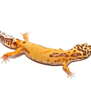 Adult Female Tangerine Albino Striped Tail Leopard Gecko For Sale