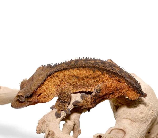 Adult Phantom Pinstripe Crested Gecko For Sale