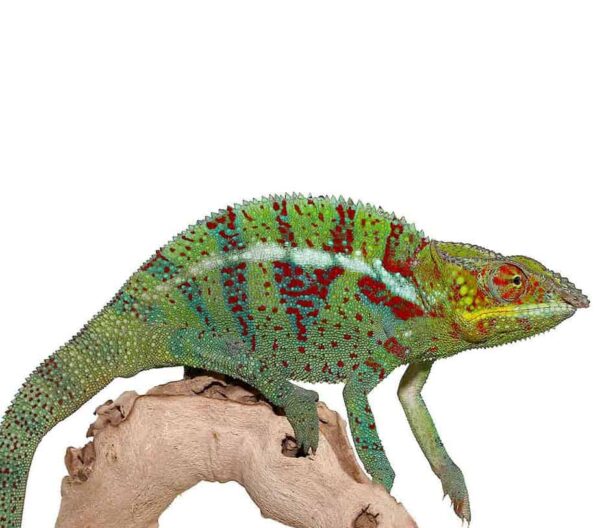 Ambanja Panther Chameleon For Sale