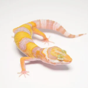 Baby Albino Leopard Gecko For Sale