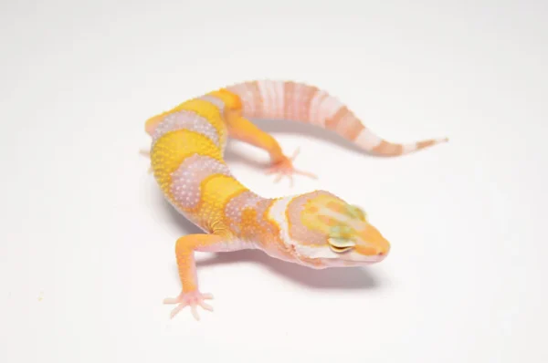 Baby Albino Leopard Gecko For Sale