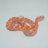 Baby Creamsicle Cornsnake For Sale - Image 3