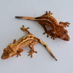 BABY HIGH END CRESTED GECKO SPECIAL (NIPPED TAIL)