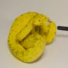 Baby Biak Green Tree Python For Sale - Image 3
