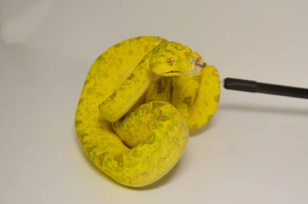 Baby Biak Green Tree Python For Sale - Image 3