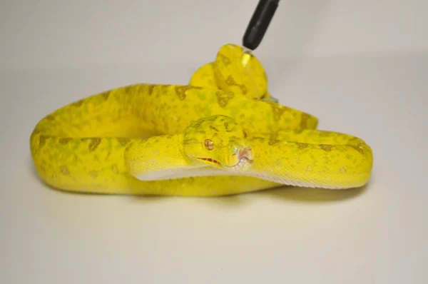 Baby Biak Green Tree Python For Sale - Image 4