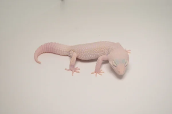 Baby Blazing Blizzard Leopard Gecko For Sale