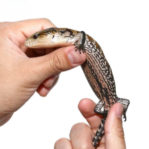 Baby Aru Blue Tongue Skink For Sale