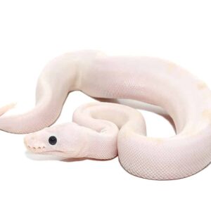 Baby Black Eye Leucistic Ball Python For Sale