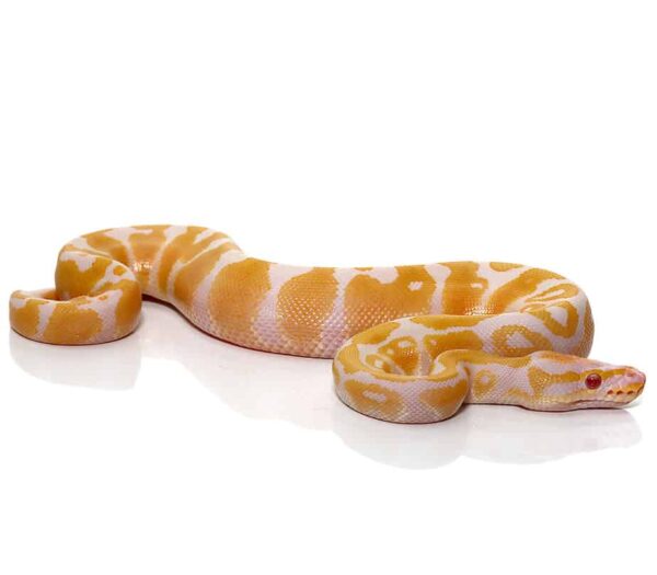 Baby Candy Albino Ball Python For Sale