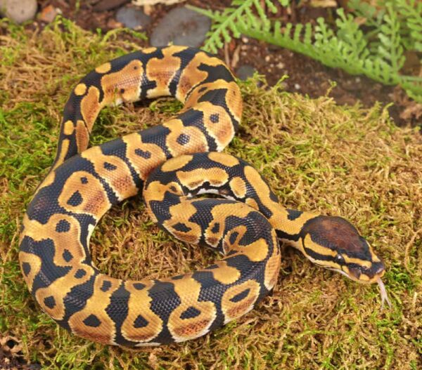 Baby Dinker Ball Python For Sale