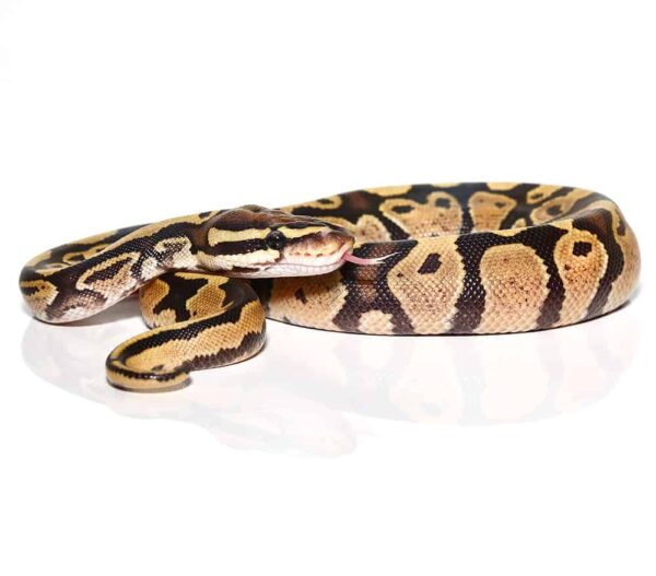Baby Female Fire Enchi Ball Python For Sale