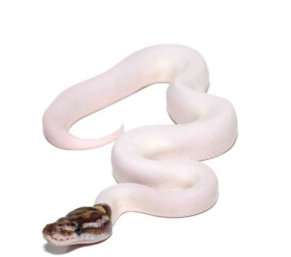 Baby Female High White Pied Ball Python For Sale