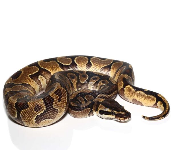Baby Female Orange Dream Enchi Ball Python For Sale