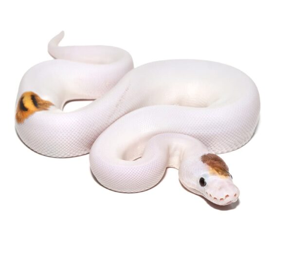 Baby Female Pied Ball Python For Sale
