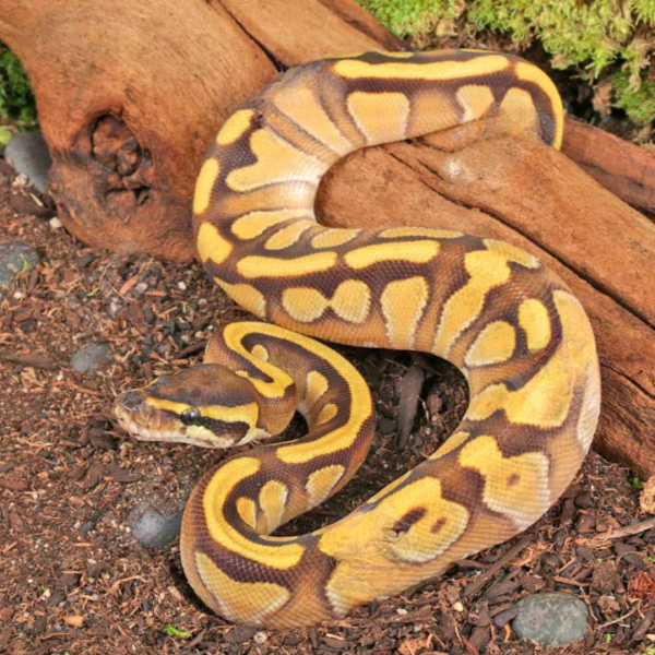 Baby Ghost Enchi Mojave Ball Python For Sale