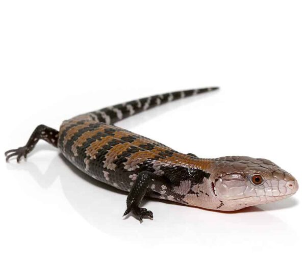 Baby Halmahera Blue Tongue Skink For Sale