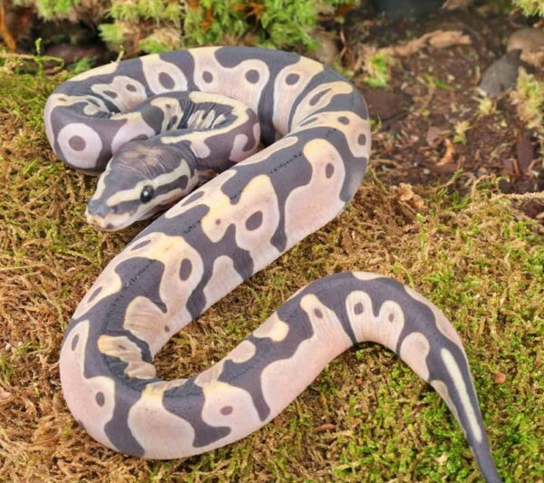Baby Male Scaleless Ball Python For Sale