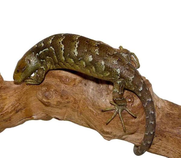Baby Monkey Tail Skink For Sale
