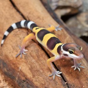 Baby Normal Leopard Gecko For Sale