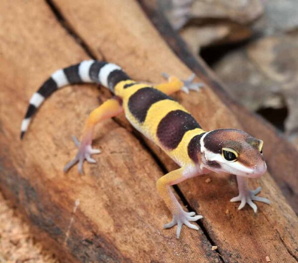 Baby Normal Leopard Gecko For Sale