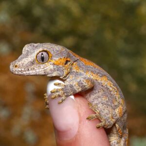 Baby Orange Striped Gargoyle Gecko For Sale