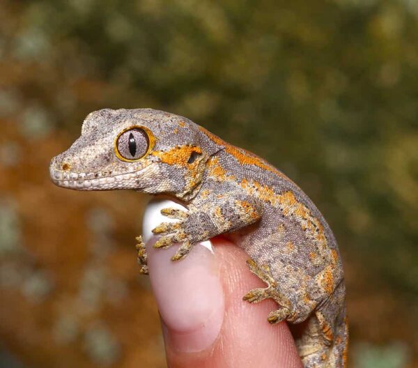 Baby Orange Striped Gargoyle Gecko For Sale