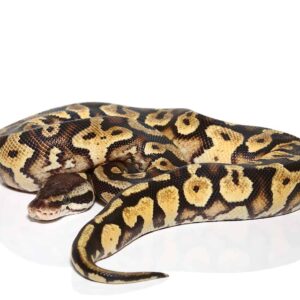 Baby Pastel Yellowbelly Ball Python For Sale
