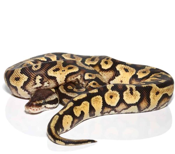 Baby Pastel Yellowbelly Ball Python For Sale