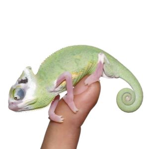 Baby Pied Translucent Veiled Chameleon For Sale