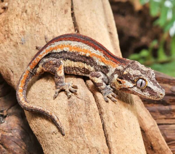 Baby Red Striped Gargoyle Gecko For Sale
