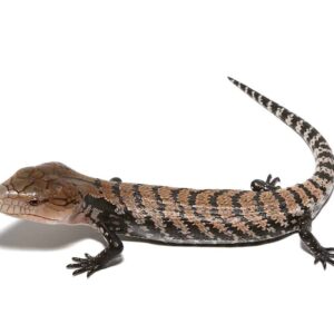 Baby Sorong Blue Tongue Skink For Sale