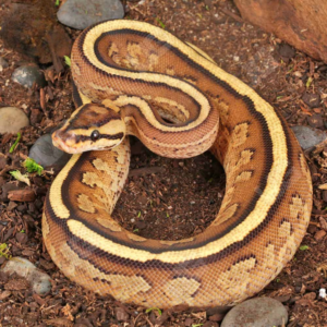 Baby Spector Gravel Ball Python For Sale