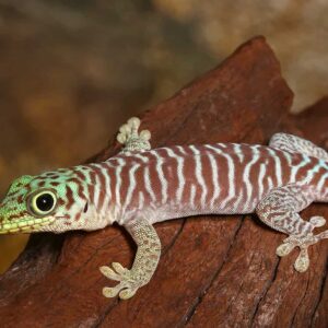 Baby Standings Day Gecko For Sale