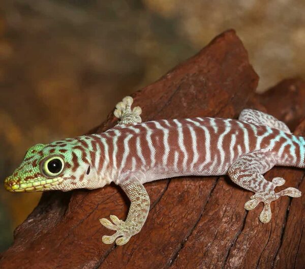 Baby Standings Day Gecko For Sale
