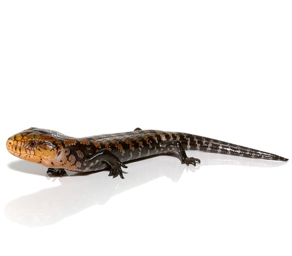 Baby Timika Blue Tongue Skink For Sale