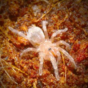 Brazilian White Knee Tarantula For Sale