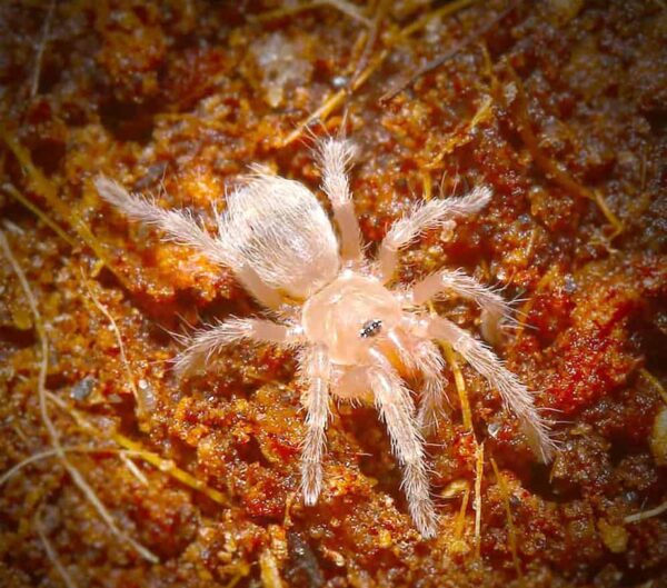 Brazilian White Knee Tarantula For Sale