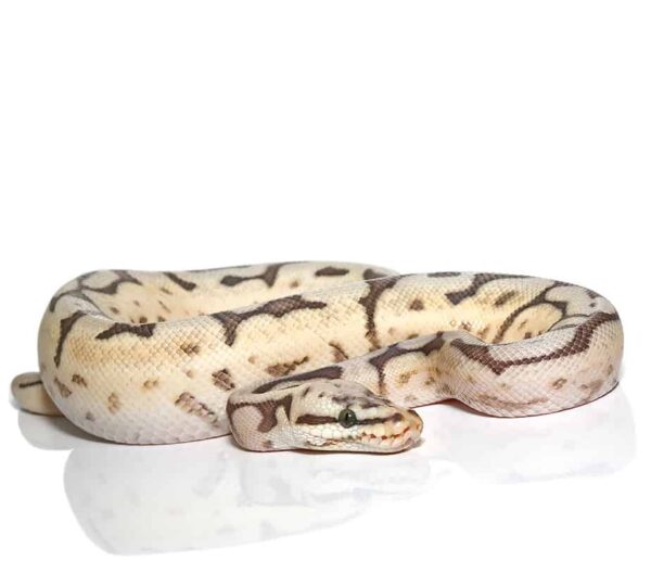 Bumblebee Calico Hypo Leopard Ball Python For Sale