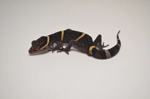 Baby Chinese Cave Gecko For Sale - Image 5