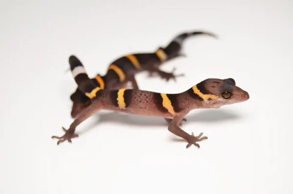 Baby Chinese Cave Gecko For Sale - Image 4
